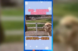 娱乐吃瓜群众歌曲有哪些,盘点热门“吃瓜”歌曲