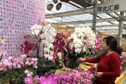 石家庄鲜花网