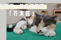 娱乐吃瓜酱布丁是只喵,揭秘网红喵星人的魅力人生