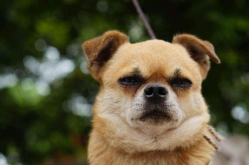 娱乐吃瓜酱狗走丢